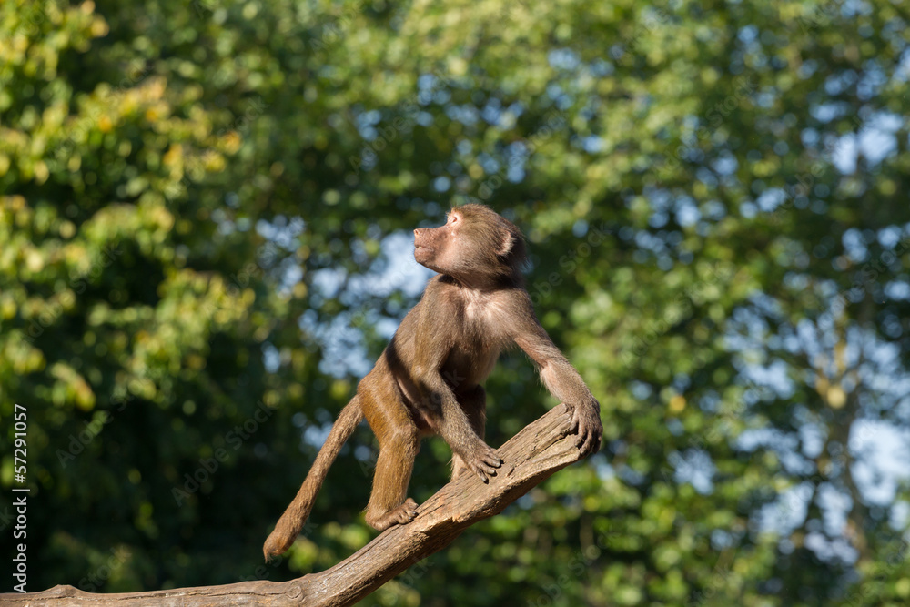 Fototapeta premium Young hamadryas baboon in a tree