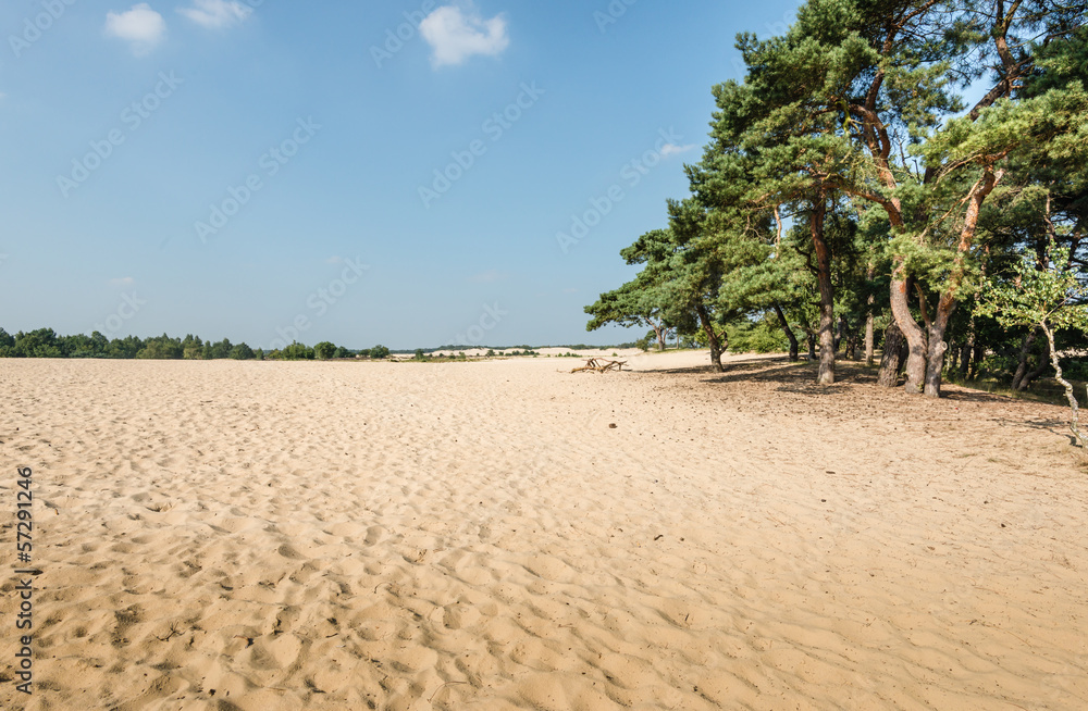 Scots Pine trees growing on a sandy dune