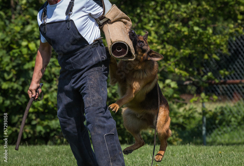 Polizeihund