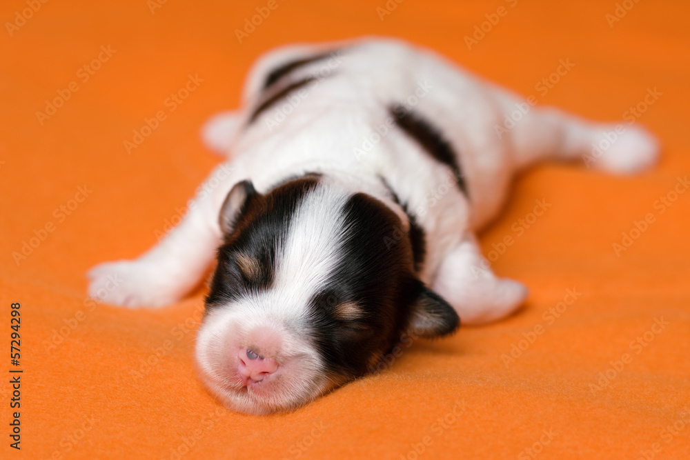 A cute sleeping one week old tricolor havanese puppy dog A cute sleeping one week old tricolor havanese puppy dog