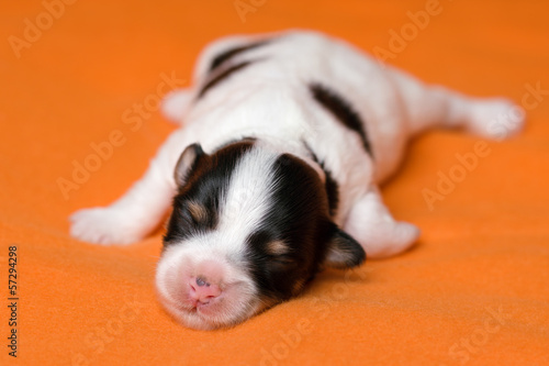 A cute sleeping one week old tricolor havanese puppy dog