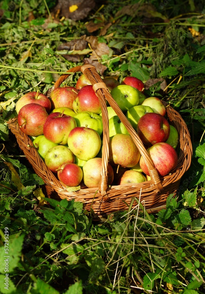 Ein Korb mit Bio-Äpfel Ein Korb mit Bio-Äpfel