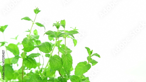 Fresh mint plant on white background photo