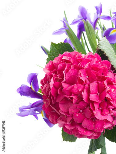 hortensia and iris flowers close up