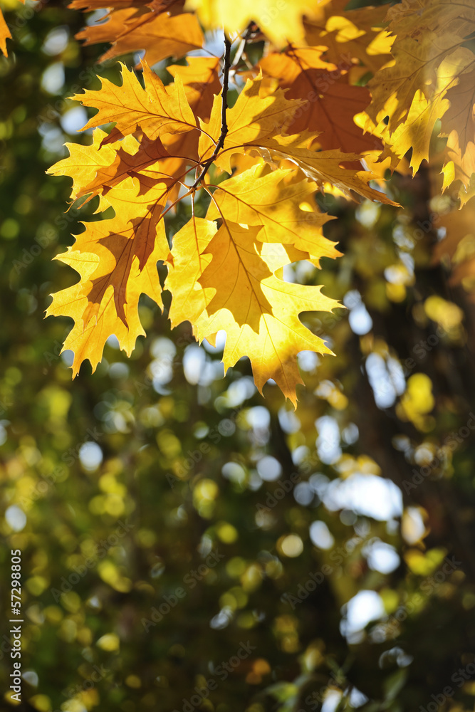 Colorful Autumn Leaves Colorful Autumn Leaves