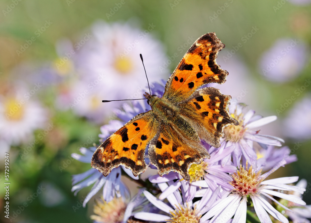 Obraz premium Butterfly on the flower.