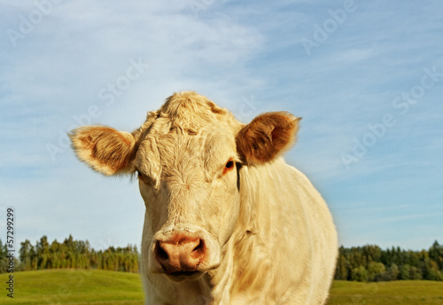 Cow on the land.