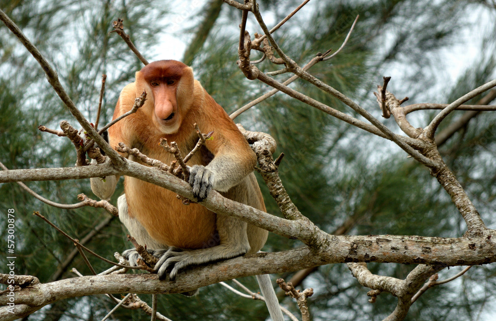 Fototapeta premium proboscis monkey on a branch eating