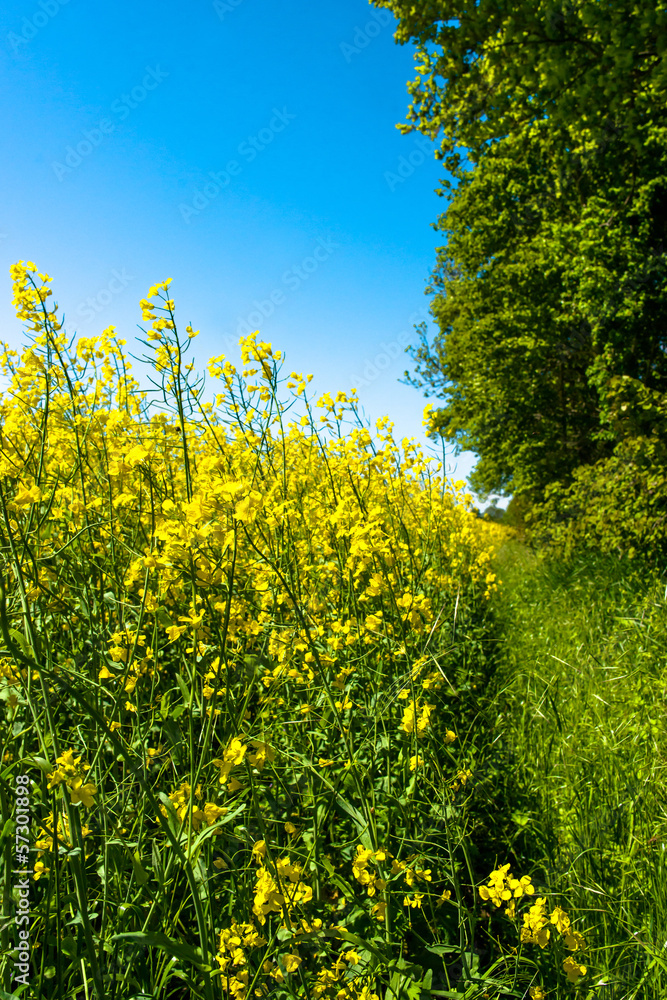 Obraz premium Rapeseed field