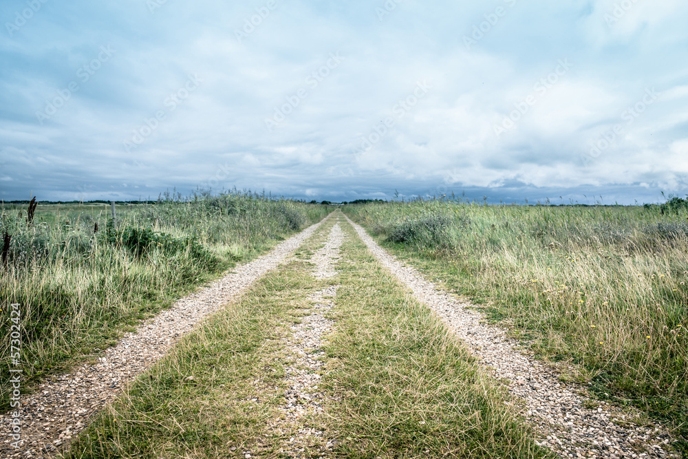 Road in nature