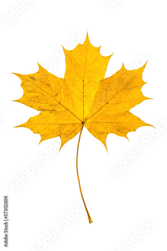 Autumn leaf