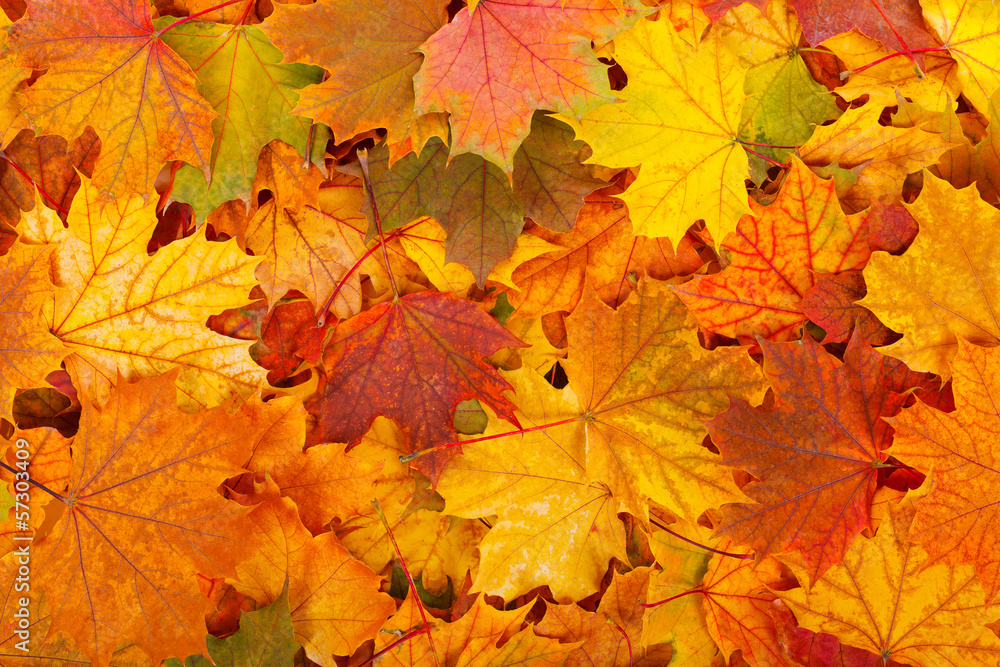 Obraz premium Autumn leaves