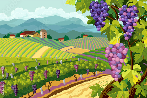 Vineyard and grapes bunches