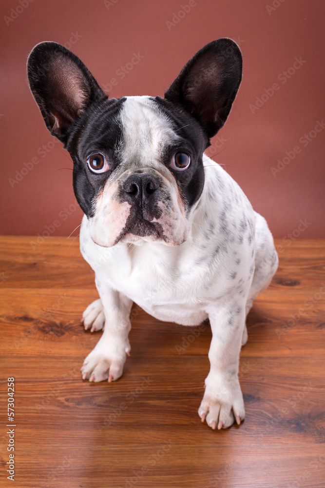 French bulldog portrait over brown backgroud