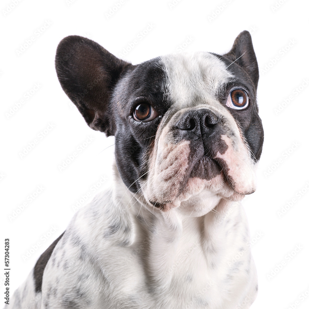 French bulldog portrait over white backgroud