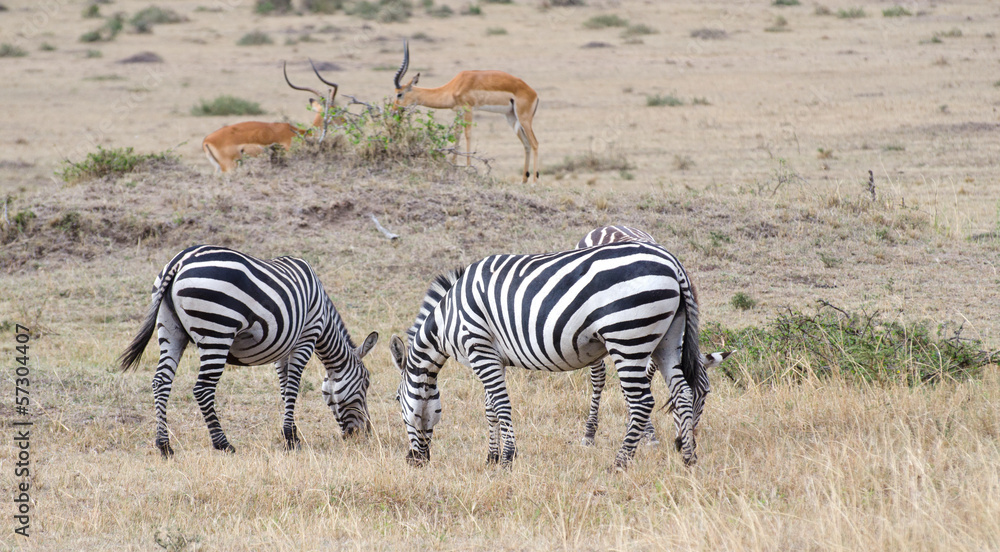 zebra and antelope on the masi mari in kenya zebra and antelope on the masi mari in kenya