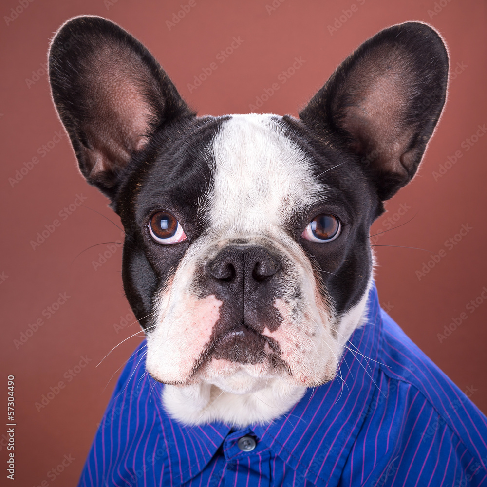 Adorable french bulldog wearing blue shirt on brown background