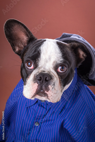 Fototapeta Naklejka Na Ścianę i Meble -  Adorable french bulldog wearing blue shirt on brown background