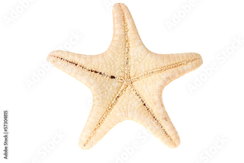 Starfish isolated