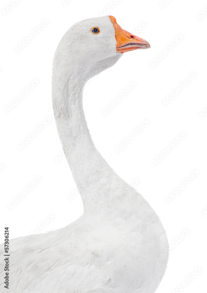 Obraz premium White goose