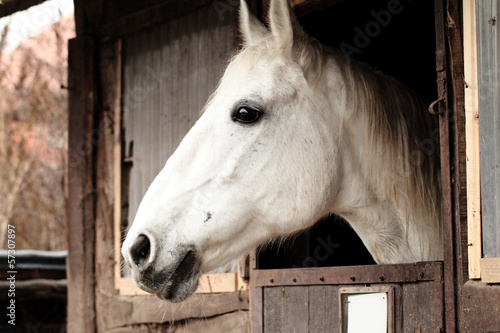 Horse portrait