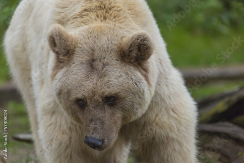 Wallpaper Mural Braunbär guckt süß Torontodigital.ca