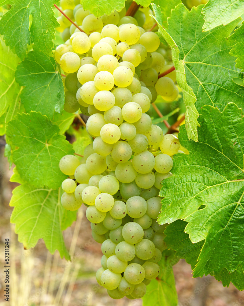 White Wine Grapes