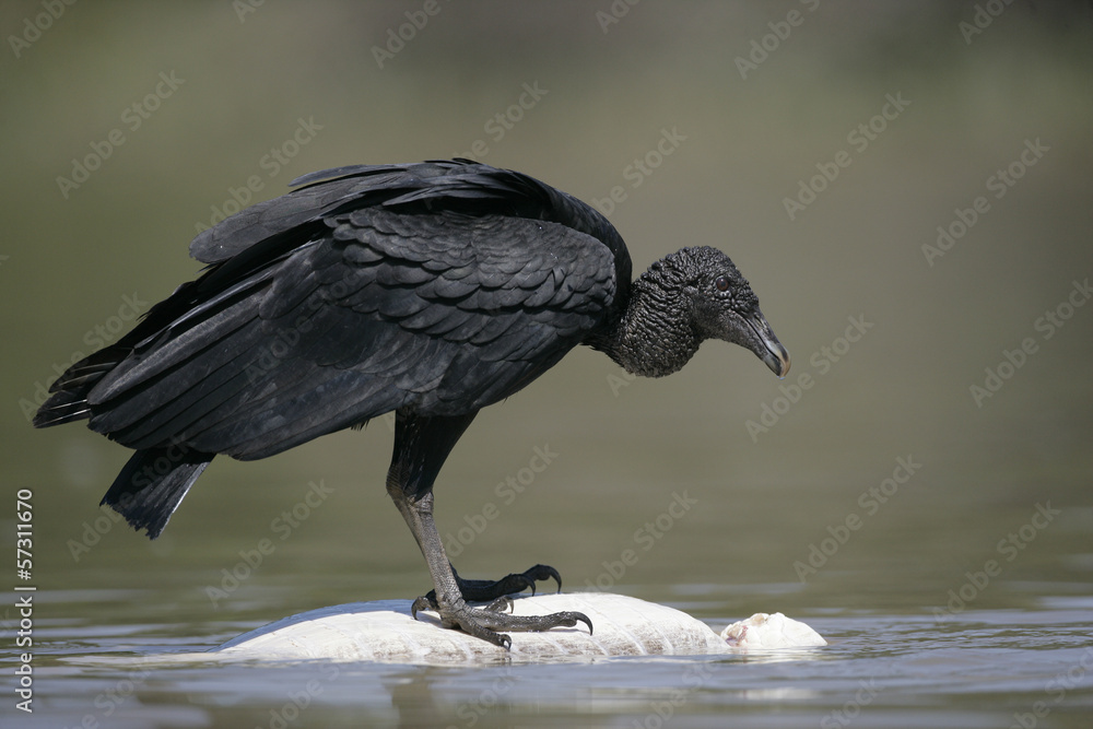 Naklejka premium Black vulture, Coragyps atratus