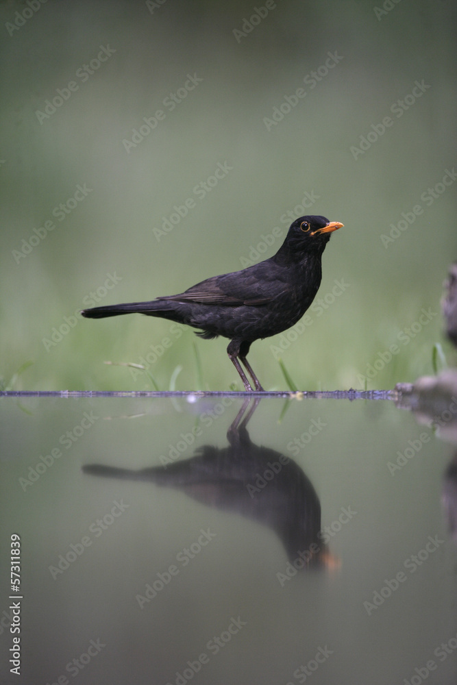 Obraz premium Blackbird, Turdus merula,
