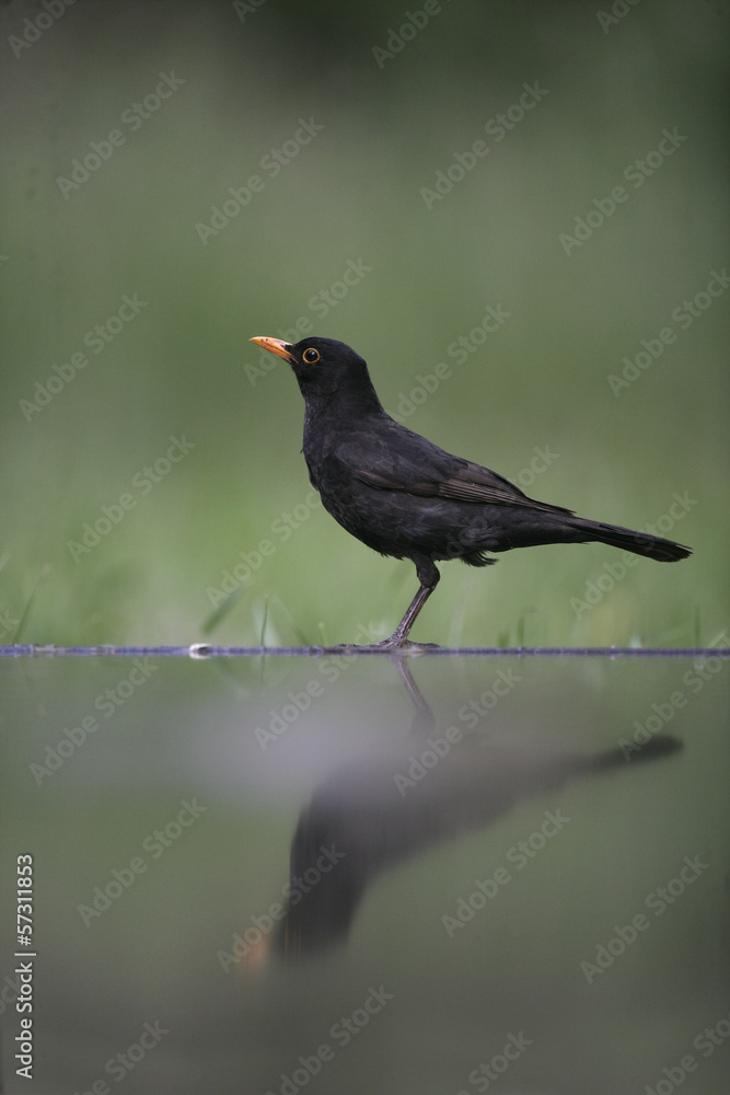 Blackbird, Turdus merula,