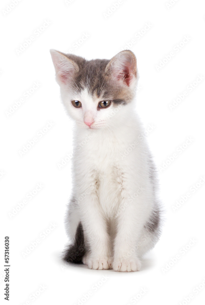 Cute kitten on a white background.