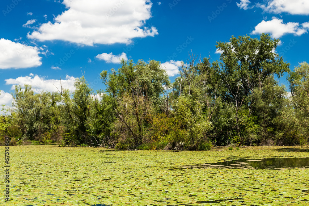 Fototapeta premium Green trees by the swamp lake on a sunny day, with clouds on the