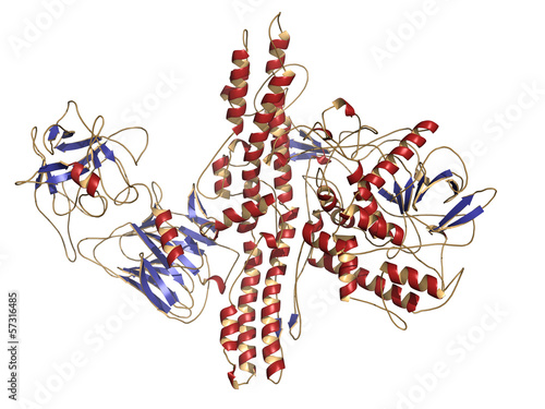 Fotografie Botulinum toxin neurotoxic protein.
