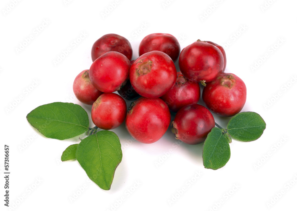 ripe red cranberries ripe red cranberries