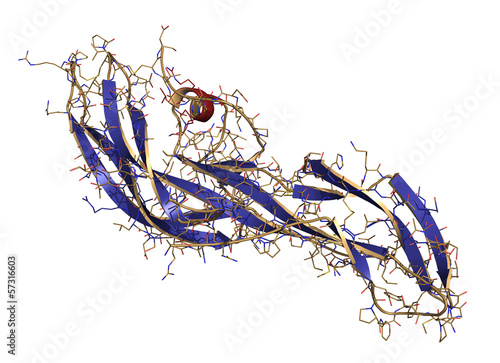 Human Chorionic Gonadotropin (hCG) glycoprotein hormone photo