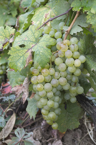 Wallpaper Mural Grapes for white wine Torontodigital.ca