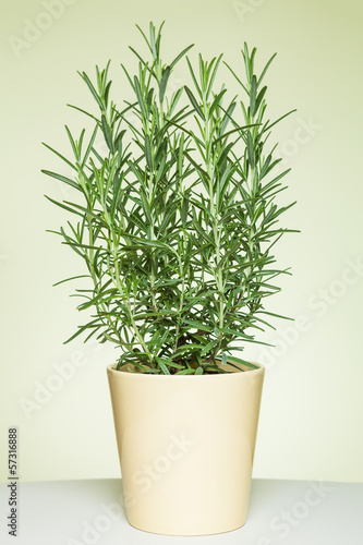 Closeup of a rosemary branch in a light yellow pot