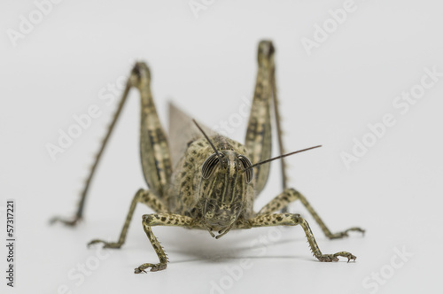 Short-horned grasshopper © alessandrozocc