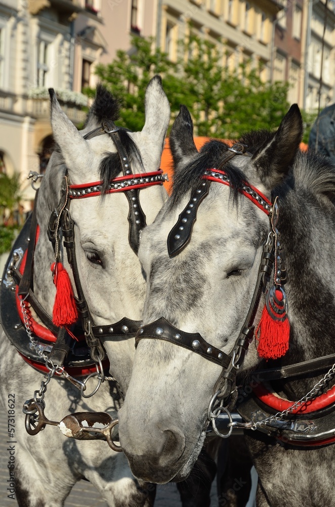 Obraz premium Horses in carriage