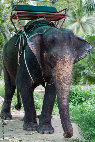 Elefante tahilandés © lymdigital