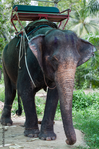 Elefante tahilandés