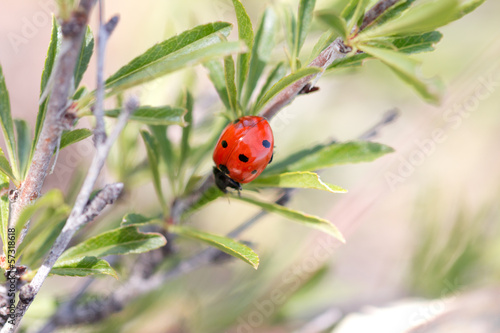 red beetle in nature. macro