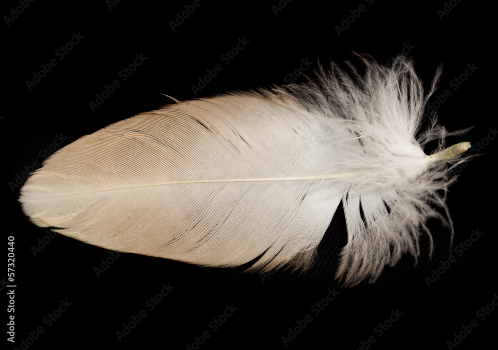 feather on a black background