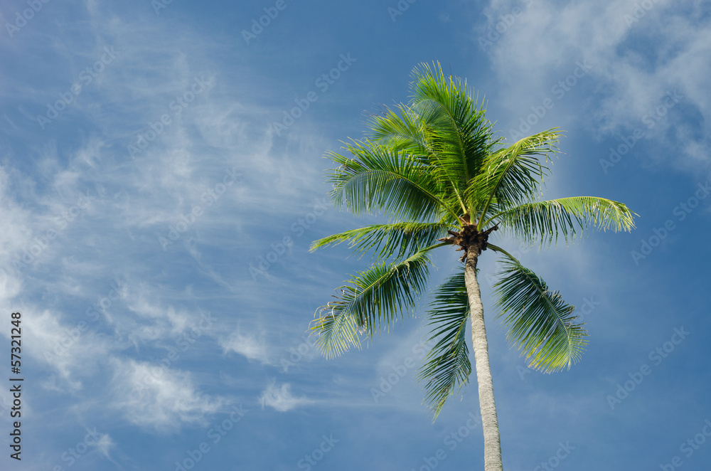 Green coconut tree on blue sky background
