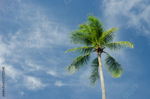 Green coconut tree on blue sky background