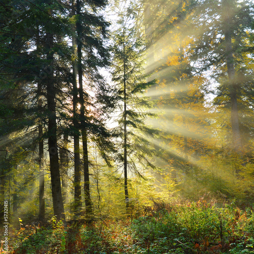 Fototapeta Naklejka Na Ścianę i Meble -  Autumn forest