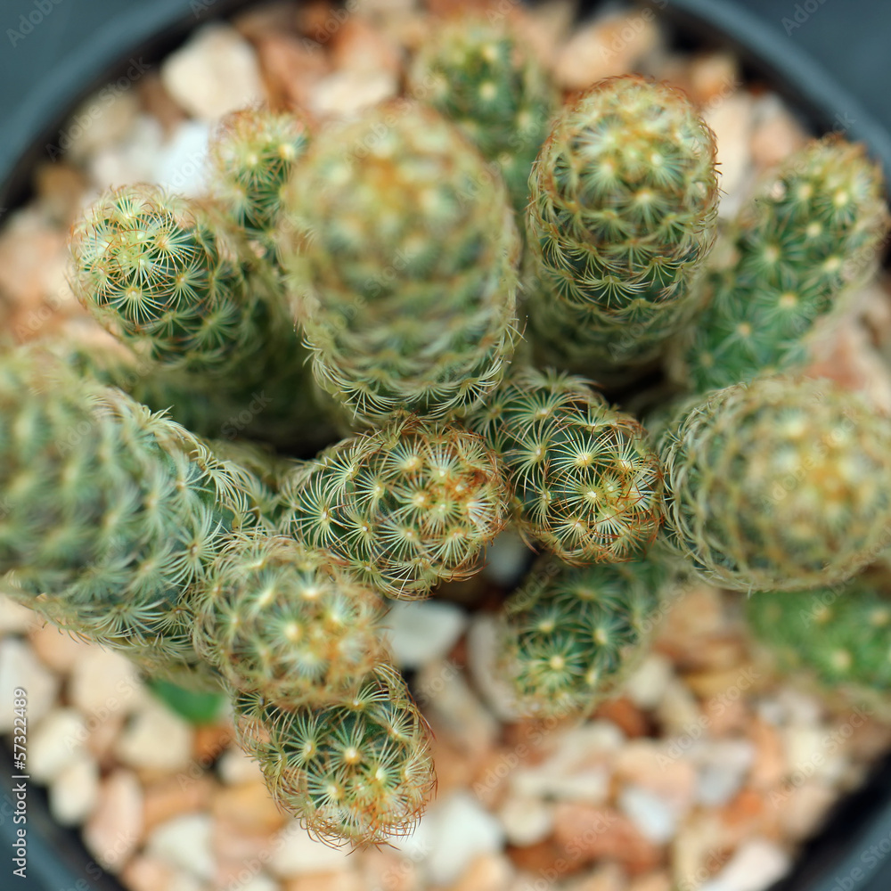Closeup of beautiful cactus