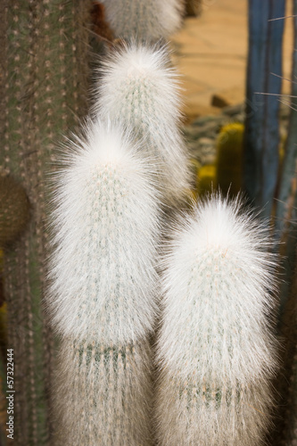 Espostoa cacti