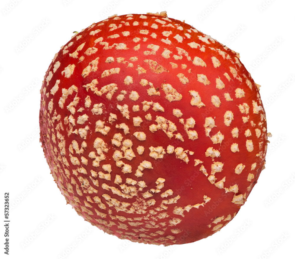 large red fly agaric cap on white large red fly agaric cap on white