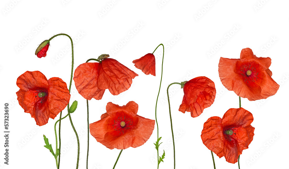 Naklejka premium groop of wild red poppy flowers on white